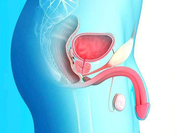 Penis und seine Verlängerung durch eine Operation